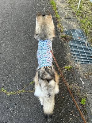 飼い主「ダマされた」　犬の体が成長していると思いきや…？