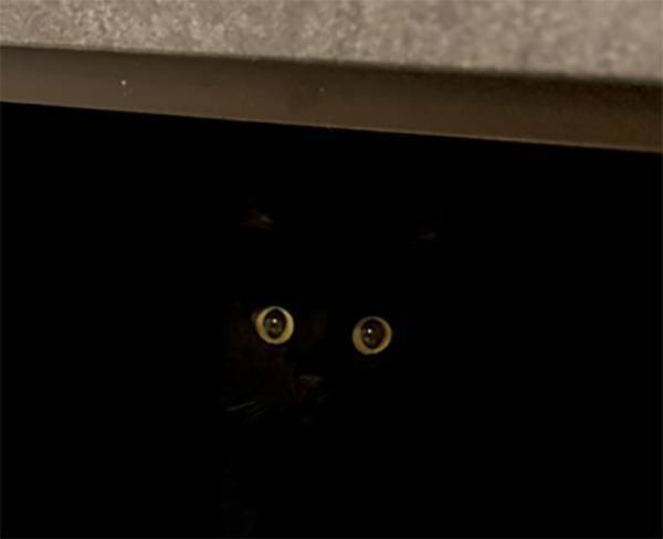 引き出しを開けると　猫の行動に「二度見するやつ」