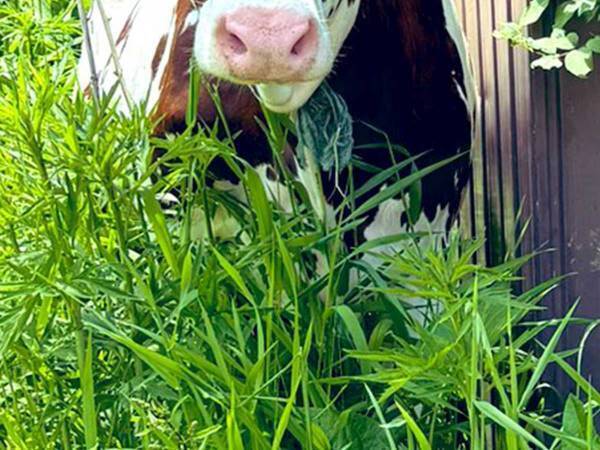 脱走犯「あ、バレた」　シュールな目撃現場に「声出して笑った」