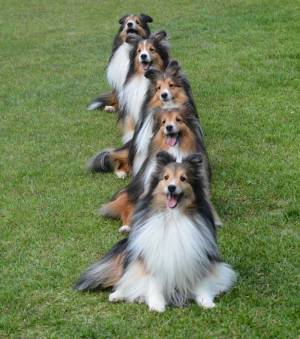 犬「ボールまだ～」×５　息ピッタリの姿に「これはたまらん」「分身の術かな」