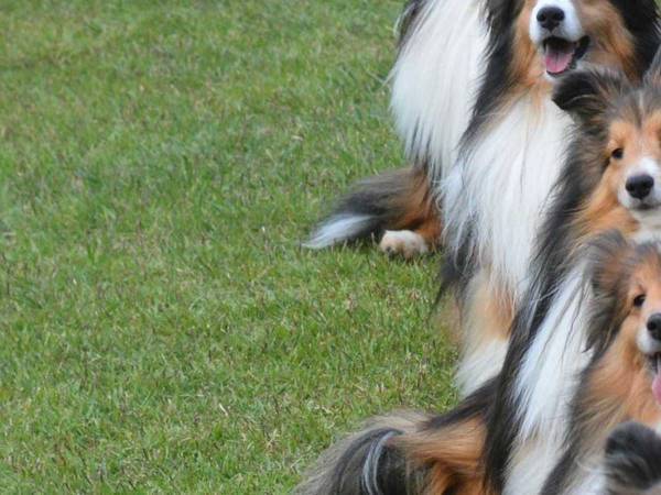 犬「ボールまだ～」×５　息ピッタリの姿に「これはたまらん」「分身の術かな」