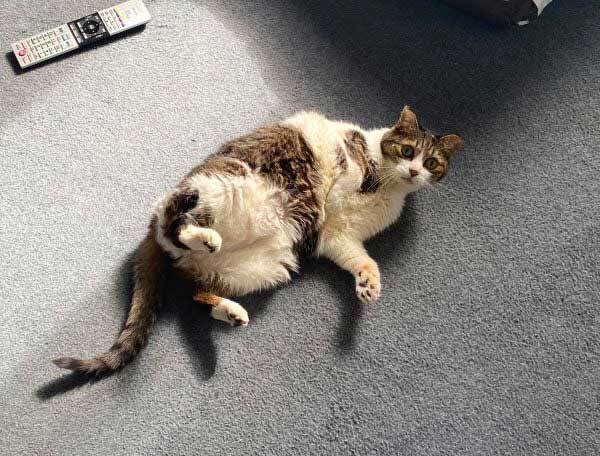 突然転がり出した猫　途中で見せた『顔』に「こんなん笑うわ」「中におじさんいるな？」