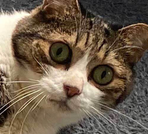 突然転がり出した猫　途中で見せた『顔』に「こんなん笑うわ」「中におじさんいるな？」