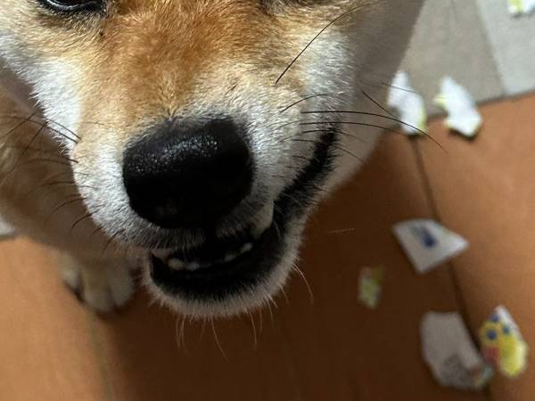 飼い主「お前…絶対に文字読めてるだろ」　病院からのハガキを見つけた犬が？