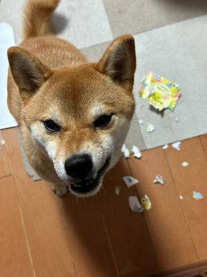 飼い主「お前…絶対に文字読めてるだろ」　病院からのハガキを見つけた犬が？