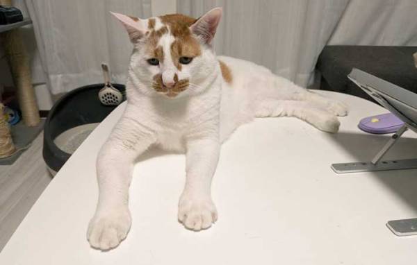 醤油を掛けられたお餅？　「食べられそう」と話題の猫に「納得」「思わず声が出た」