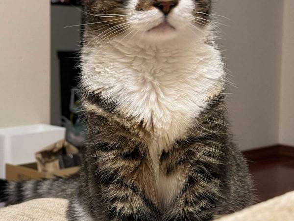 飼い主「どうしてこの顔が人気なんだろう」　写真に納得の声！「絵に描いたような…」