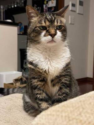 飼い主「どうしてこの顔が人気なんだろう」　写真に納得の声！「絵に描いたような…」