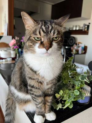 飼い主「どうしてこの顔が人気なんだろう」　写真に納得の声！「絵に描いたような…」