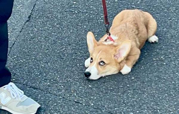 「鉄の意志を感じる」「仕事に行く前の俺じゃん」　子犬を散歩デビューさせると？