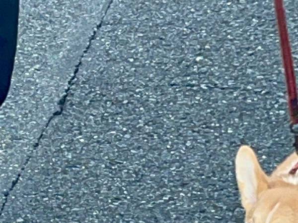 「鉄の意志を感じる」「仕事に行く前の俺じゃん」　子犬を散歩デビューさせると？