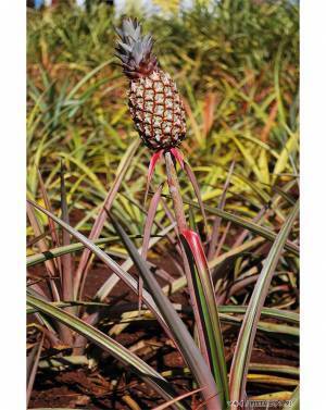 想像と大違い！　パイナップルの実り方に「そうはならんやろ」「嘘だろおまえ…」