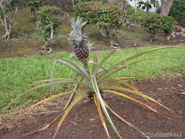 想像と大違い！　パイナップルの実り方に「そうはならんやろ」「嘘だろおまえ…」
