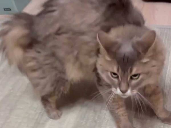 「本当ごめん…」　飼い主に喜ぶ猫　その後…　展開に「爆笑」「中毒性ヤバい」