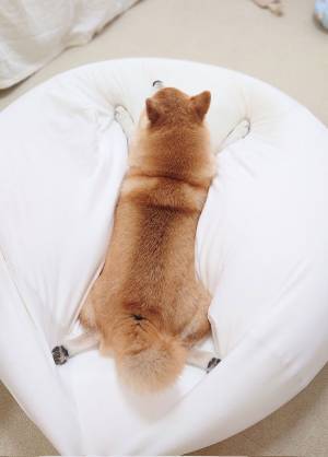 飼い主が、柴犬を眺めていると…　まさかの後ろ姿に「それにしか見えない」「アイコンにしたい」