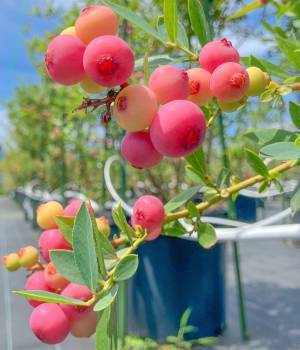 あの果物がまさかのピンク色！？　写真に「初めて見た」「キュンとする」