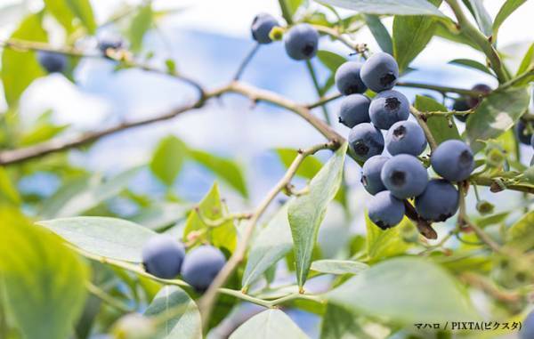 あの果物がまさかのピンク色！？　写真に「初めて見た」「キュンとする」