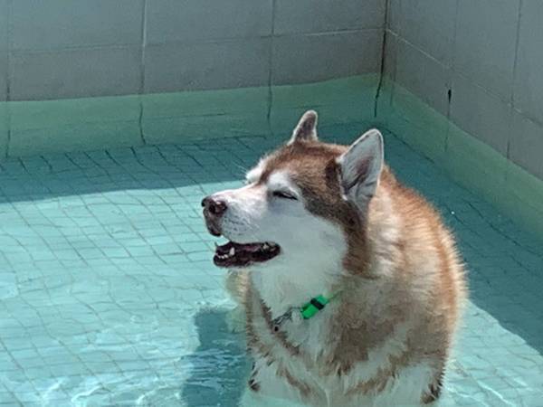 プールに入るハスキー、足元を見ると？　「爆笑」「奇跡の比率」