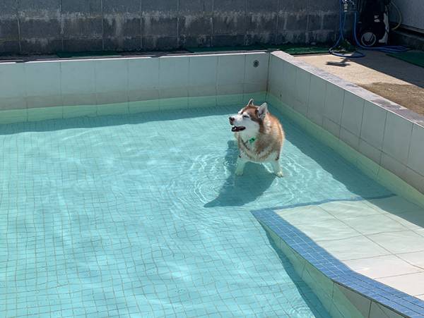 プールに入るハスキー、足元を見ると？　「爆笑」「奇跡の比率」
