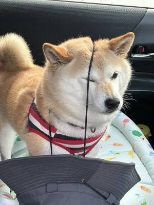 飼い主「どうしてそうなった」　柴犬に帽子を預けたら？「ごめん笑った」