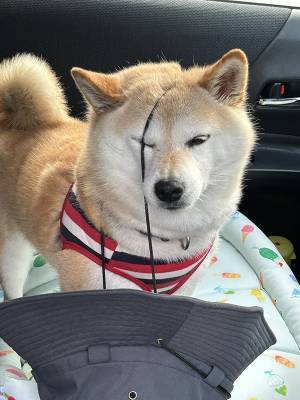 飼い主「どうしてそうなった」　柴犬に帽子を預けたら？「ごめん笑った」