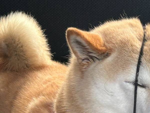 飼い主「どうしてそうなった」　柴犬に帽子を預けたら？「ごめん笑った」