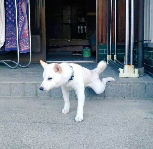 朝、玄関先で柴犬がしていたのは…飼い主が激写した写真が話題に