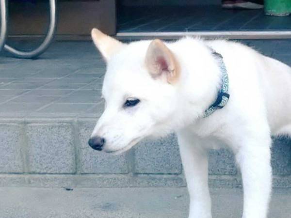 朝、玄関先で柴犬がしていたのは…飼い主が激写した写真が話題に