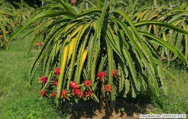 想像と違う！　ドラゴンフルーツの実り方が「武器みたい」「そこー？！」