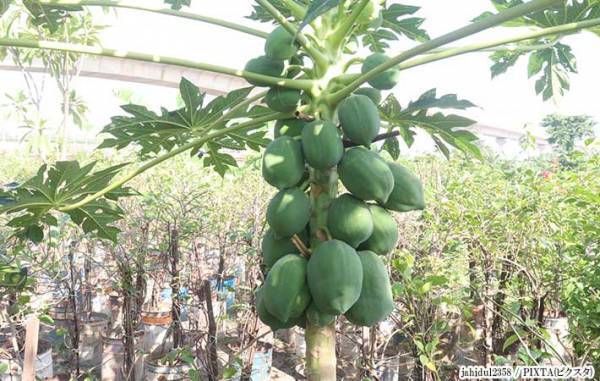 想像と違う！　ドラゴンフルーツの実り方が「武器みたい」「そこー？！」