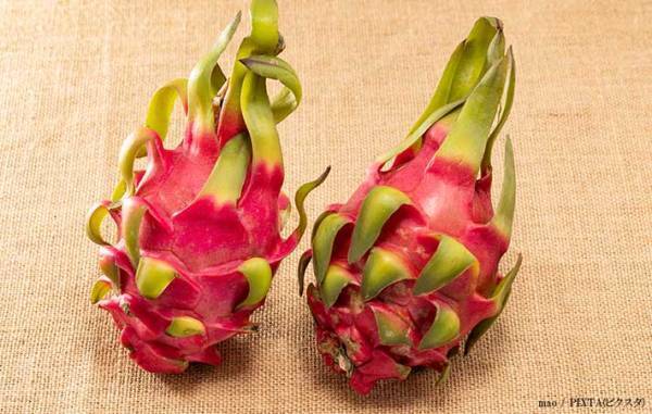 想像と違う！　ドラゴンフルーツの実り方が「武器みたい」「そこー？！」