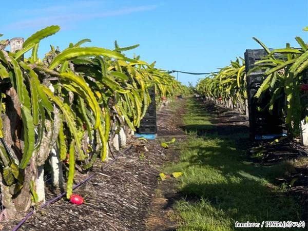 想像と違う！　ドラゴンフルーツの実り方が「武器みたい」「そこー？！」