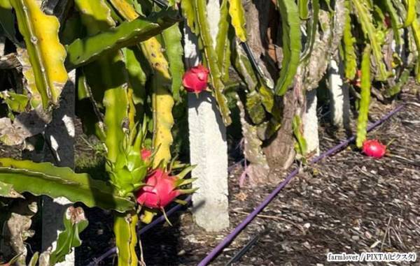 想像と違う！　ドラゴンフルーツの実り方が「武器みたい」「そこー？！」