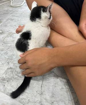 子猫とひと晩離れたら？　見せた行動に「ずるい」「こんな姿…」