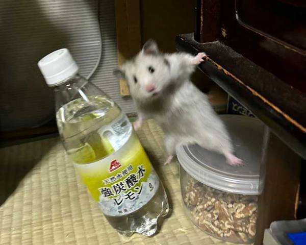 ハムスターの危機的瞬間に『１６万いいね』　「気を付けてー！」「漫画みたい」