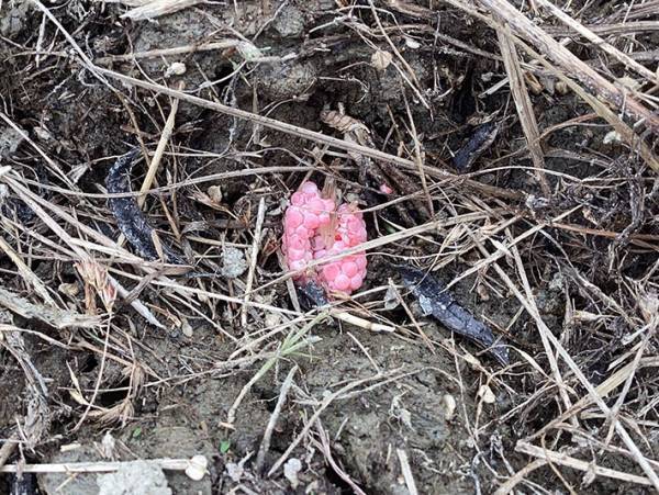 高校生「去年まではいなかったのに！」　実家の近くに…「これはアカン」「怖すぎる」