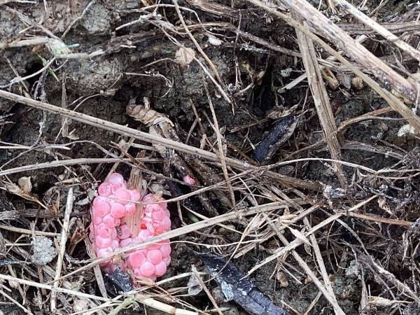 高校生「去年まではいなかったのに！」　実家の近くに…「これはアカン」「怖すぎる」