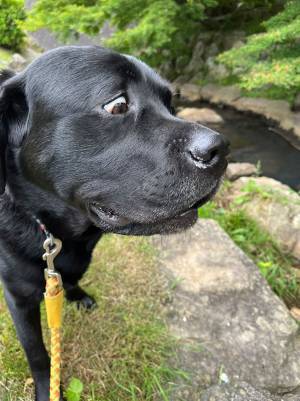 飼い主「初めて小川を近くで見た瞬間」　６万人が注目した表情がこちらです