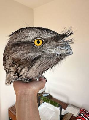 飼い主「比率が色々バグってる」　タカの写真に「驚いた」「完全に一致」