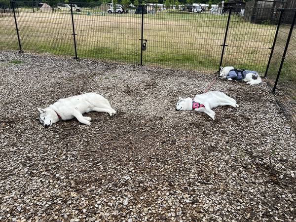 キャンプ場に『落とし物』　その正体に「これはビビる」「二度見するやつ」