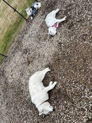 キャンプ場に『落とし物』　その正体に「これはビビる」「二度見するやつ」