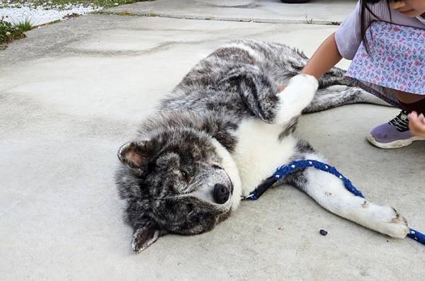 飼い主「警戒心どこ行った？」　秋田犬が小学生に？「これは笑う」「威厳バイバイ」