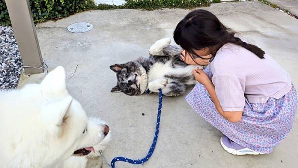 飼い主「警戒心どこ行った？」　秋田犬が小学生に？「これは笑う」「威厳バイバイ」