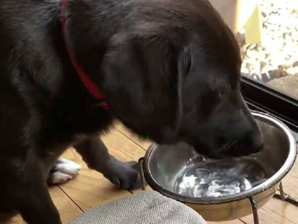 水を飲む犬　その後、取った行動とは…？　「初めて見た」「天才！」