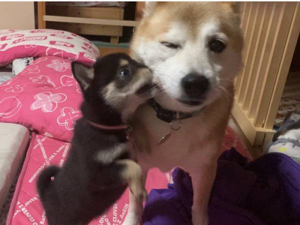 先住柴犬を噛んでいた子犬　３年後の光景に「ごめん爆笑」「顔、顔ー！」