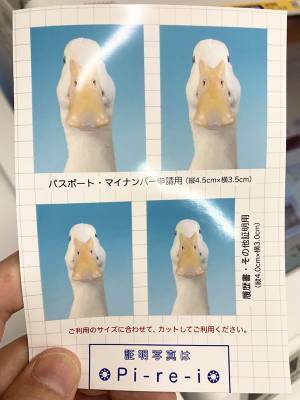 「証明写真を作りました！」　写った姿に「その発想はなかった」「最高か？」