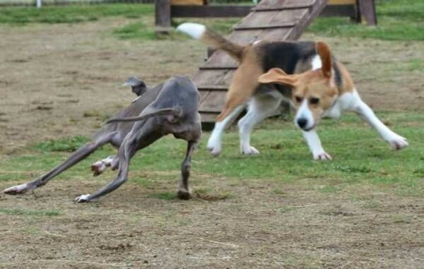 犬の写真