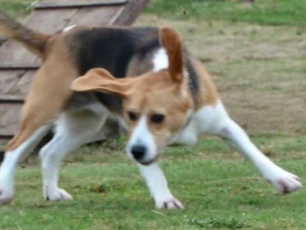 飼い主「世紀の大決戦みたい」　ドッグランで２匹の犬が対峙すると…？