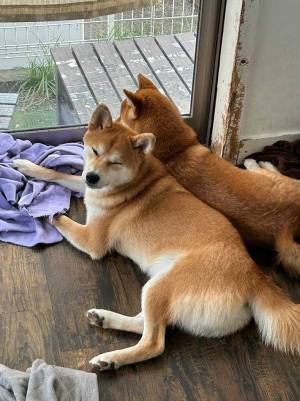 飼い主が「仲良し」と言った写真　全貌に「え？」「笑いが止まらん」