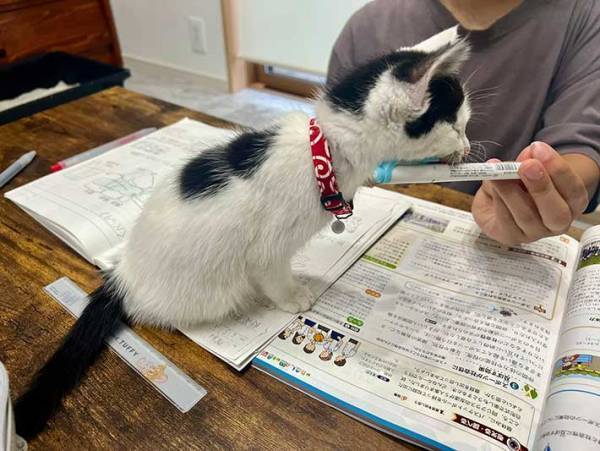 ウトウトする子猫に悶絶　アゴをのせたのが？